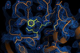 Elektronendichtekarte des antiviral aktivsten Wirkstoffs Calpeptin (gelb), der an die Hauptprotease bindet.